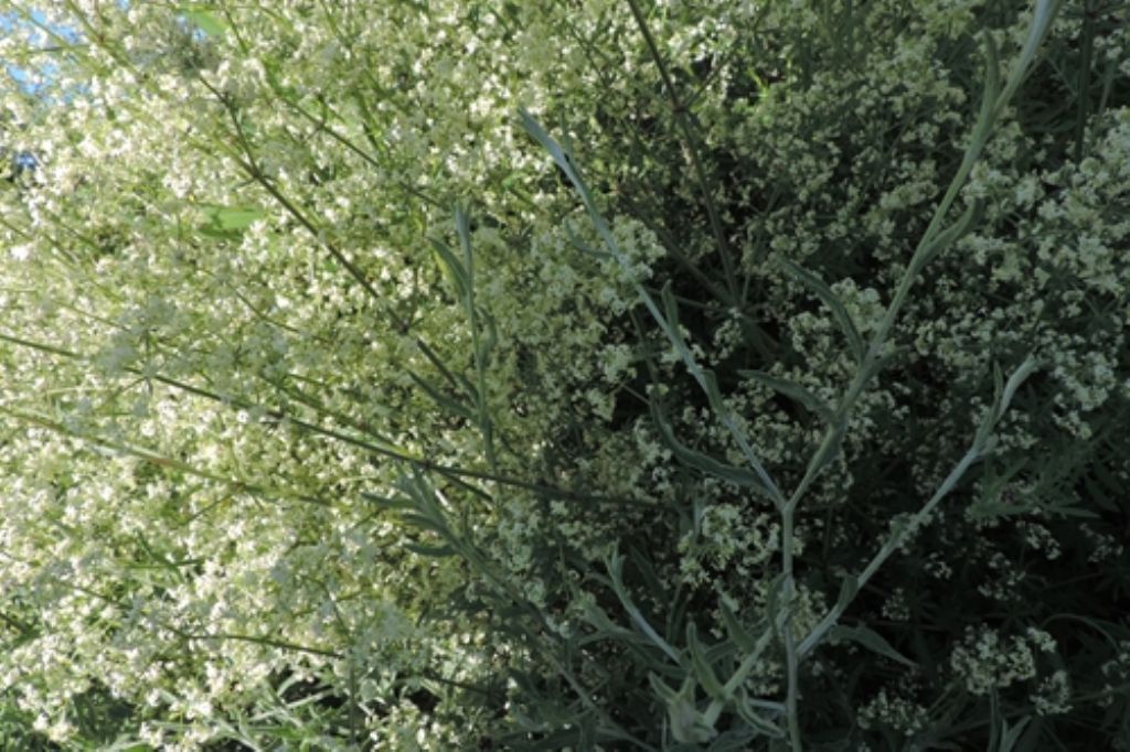 Cespuglio bianco - Galium sp.